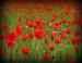 Anzac Day : 100 ans