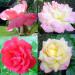 FĂȘte des Roses 2017