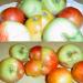 Foire aux Pommes