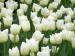 Le Lions Club et les tulipes du Coeur