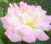 Les journées de la Rose 2011