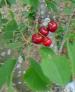 Le temps des Cerises