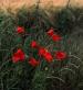 Remembrance