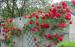 Roses de Picardie