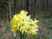 Daffodils (William Wordsworth)