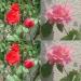 Yann Arthus-Bertrand : Journées de la rose